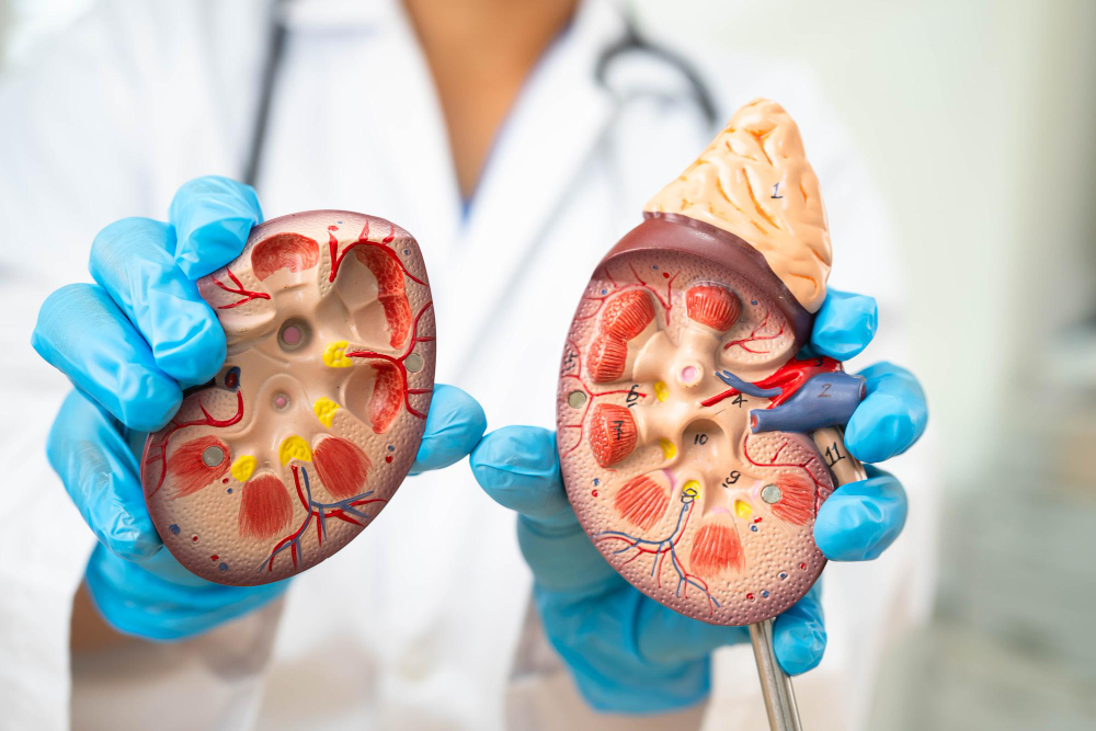 Tratamiento de la Enfermedad Renal Crónica: Cuidando la Función Renal